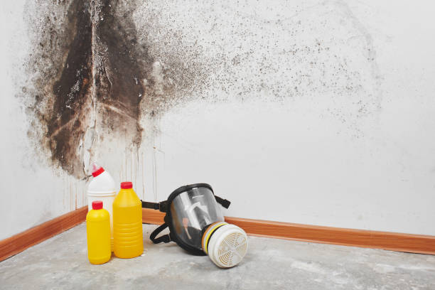 Best White Mold Remediation in Llano, TX