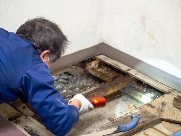 Best Kitchen Mold Remediation in Llano, TX