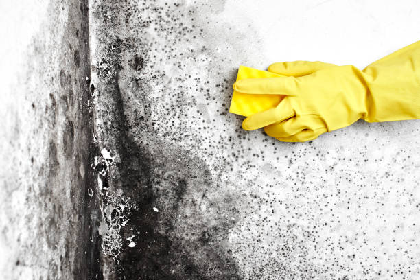 Best Crawl Space Mold Remediation in Llano, TX