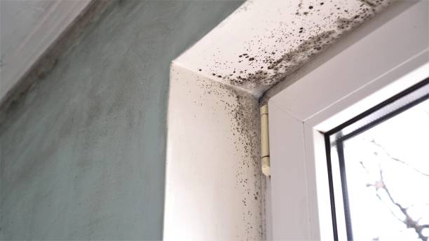 Professional Mold Remediation in Llano, TX