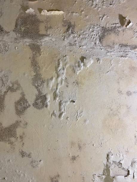 Best Mold Remediation for Specific Building Types in Llano, TX