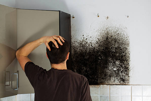 Best Mold Testing and Inspection Services in Llano, TX