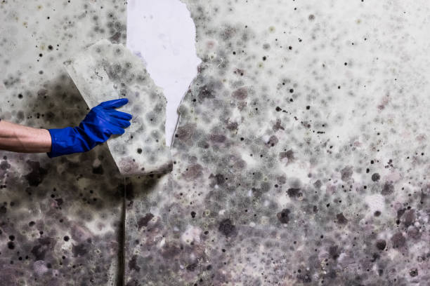 Best Black Mold Remediation in Llano, TX