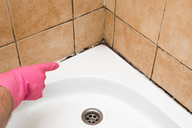 Best Preventive Mold Services in Llano, TX